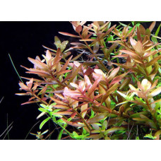 Rotala Indica Hi red